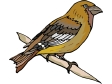 bird97.gif