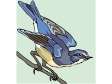 bluetail.gif