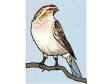 redpoll.gif