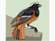 redstart2.gif