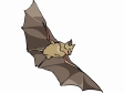 bat3.gif