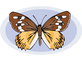 butterfly2.gif