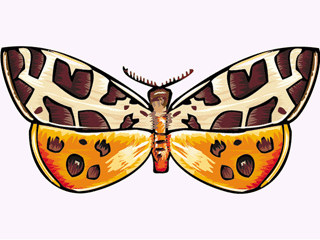 butterfly46.gif