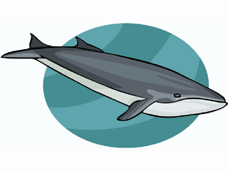 cetacea.gif