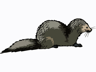 mongoose.gif