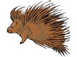 porcupine.gif