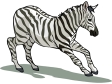 zebra.gif