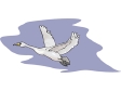 swan3.gif