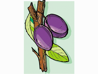 plum2.gif