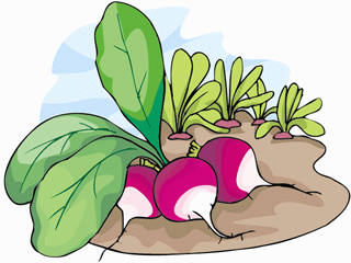 radish2.gif