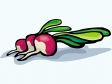 radish121.gif