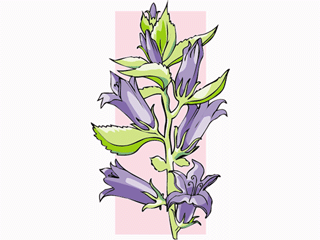 bellflower3.gif