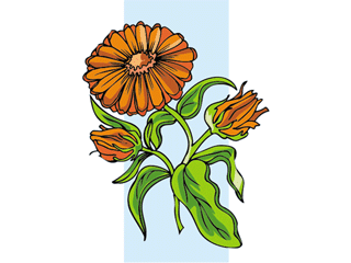 calendula.gif