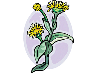 coltsfoot1212.gif