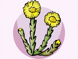 coltsfoot2.gif