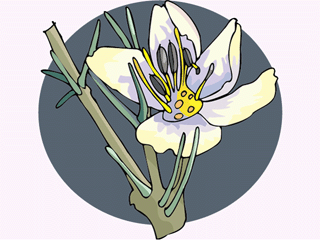 flower101312.gif