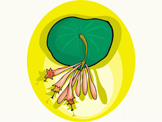 flower211312.gif