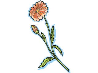 flower51312.gif