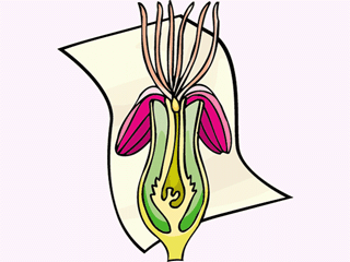 flowerschema2.gif