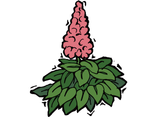 foxglove.gif