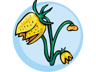 fritillaria1212.gif