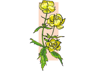 globeflower.gif