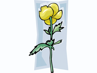 globeflower1212.gif