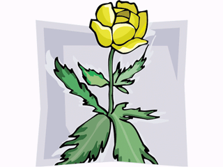 globeflower2.gif