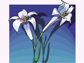 liliumphilippinense.gif