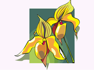 orchid12.gif