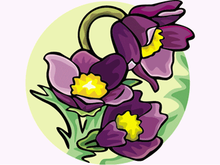 pasqueflower.gif