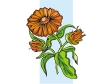 calendula.gif