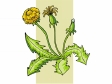 dandelion2.gif