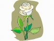 rose2.gif