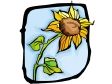 sunflower.gif