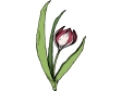 tulip.gif