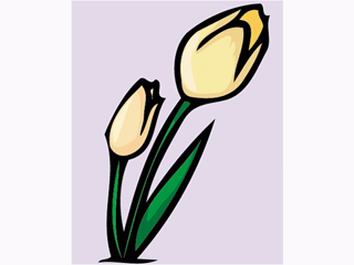 tulip6.gif