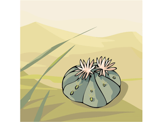 cactus51312.gif