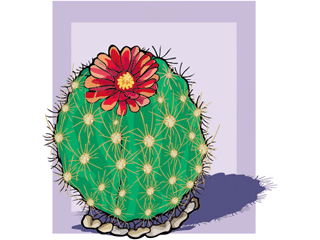 parodia_cintiensis_ritt.gif