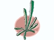 cactus301212.gif