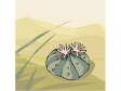 cactus51312.gif