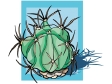 ferocactus_histrix.gif