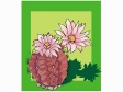 gymnocalycium_mihanovichii.gif