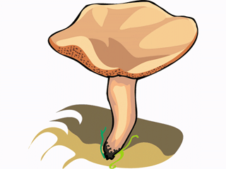 mushroom8.gif